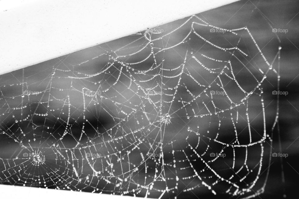 dew laden dpiderwebs