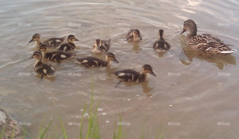 Duck, Bird, Wildlife, Water, Waterfowl