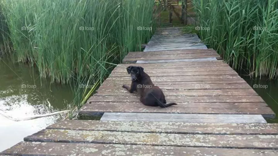 animal