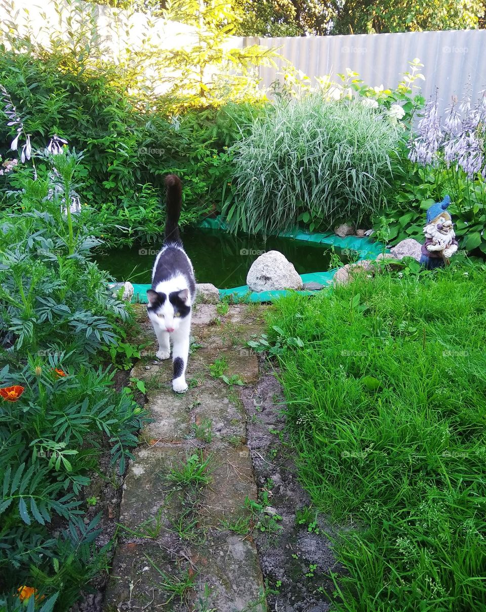 be authentic cat astrophy