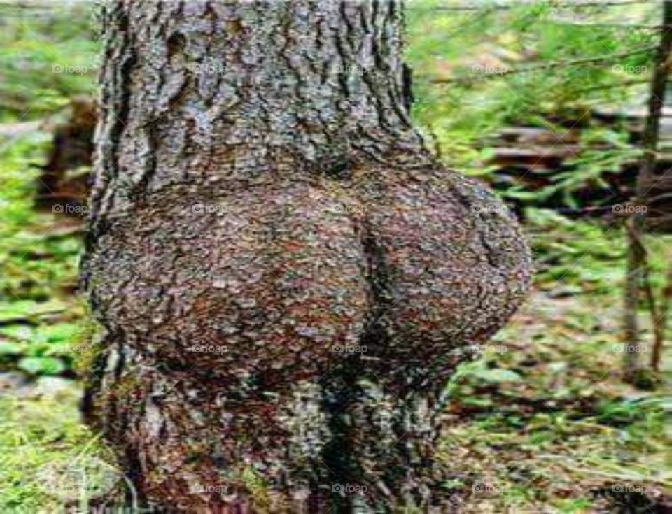 The sexi tree