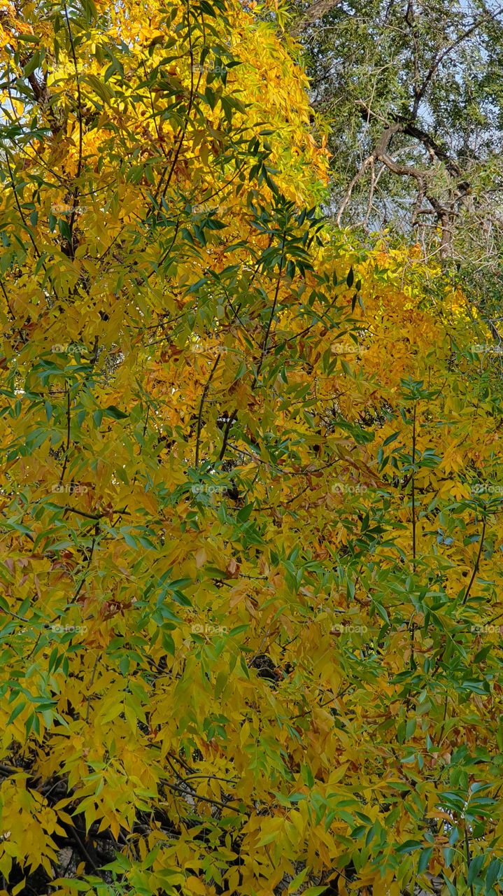 tree with yellow and green leaves in fall