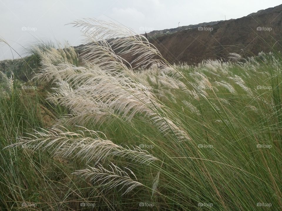 a blade's flowers in the Forest.