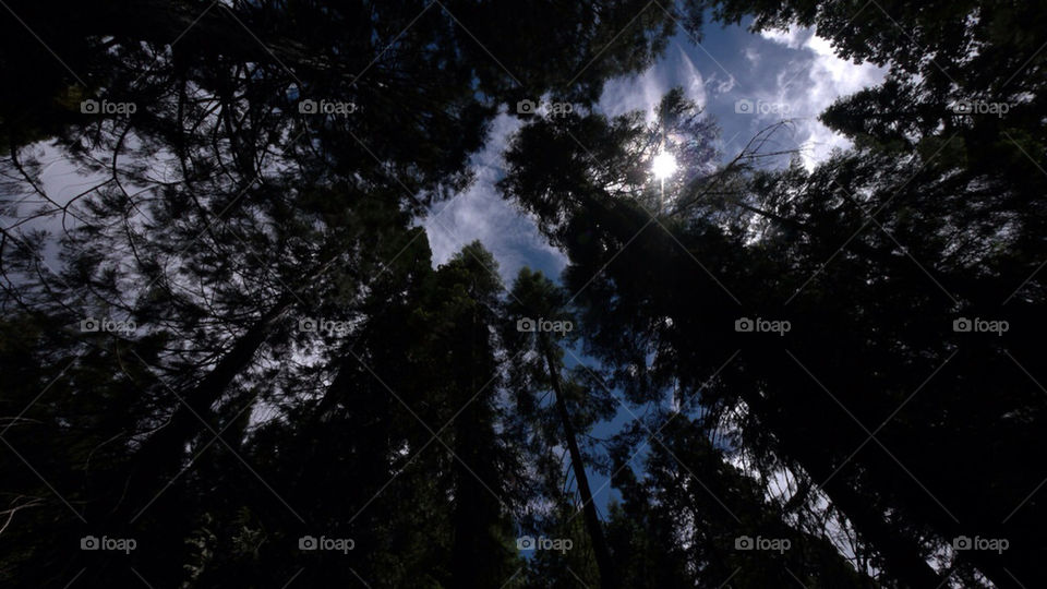 sky clouds trees up by jehugarcia