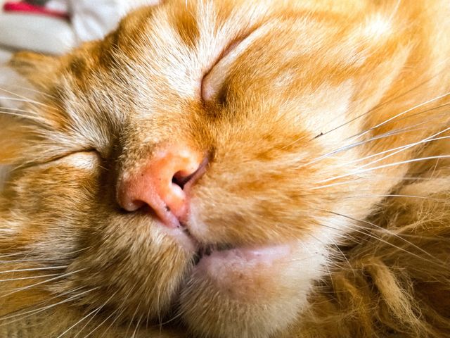 Sleepy Maine Coon