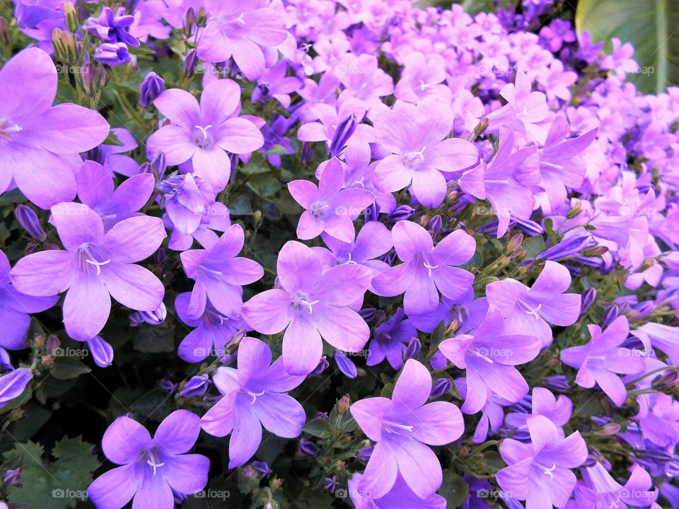 Clustered Bellflower