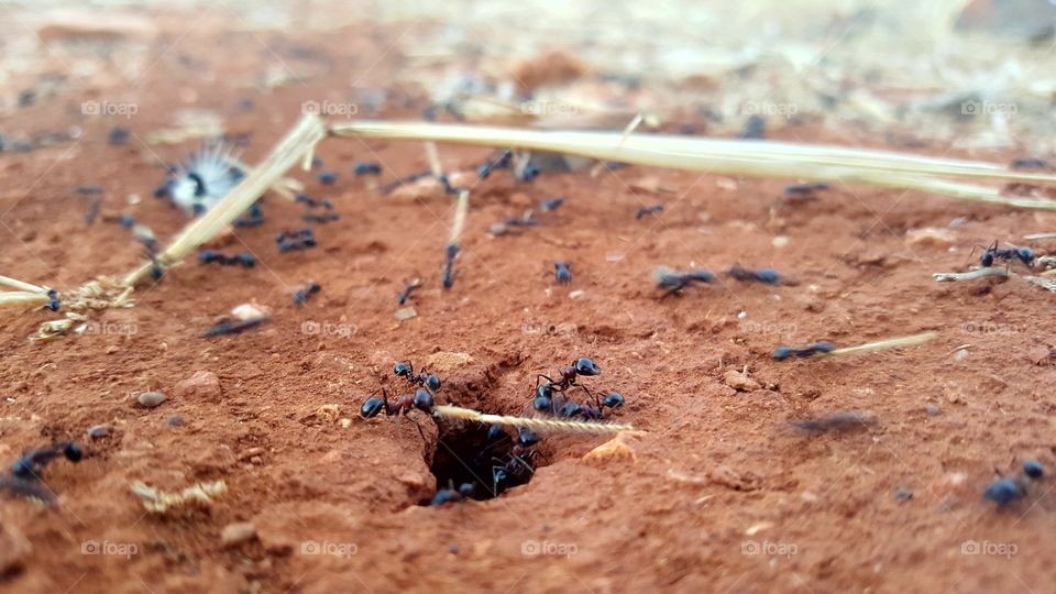ant  insects