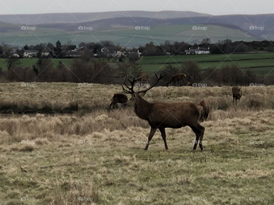 Red deer