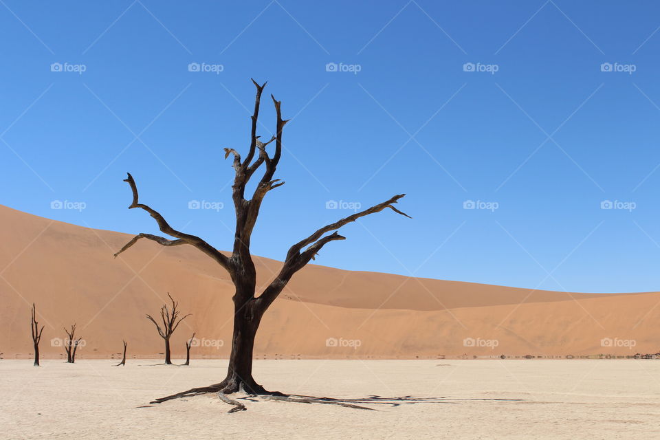 deadvlei. trip to Sossusvlei southern Ndamibia