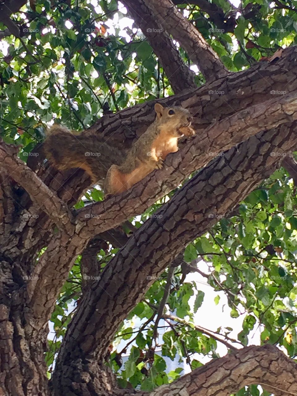 Mr. Squirrel