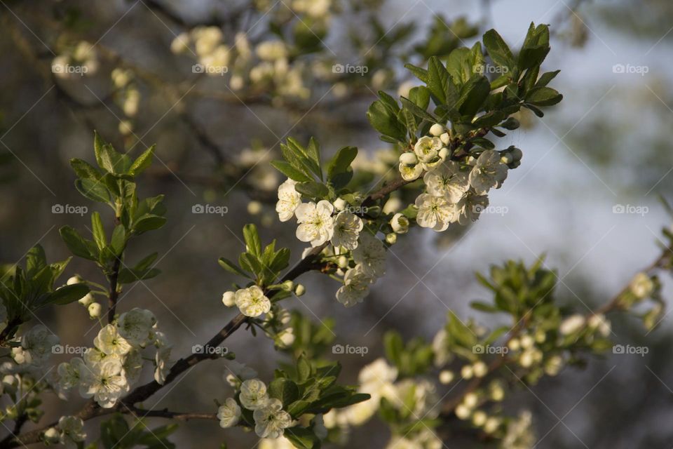 Spring flowering of trees and flowers on a sunny day in spring.