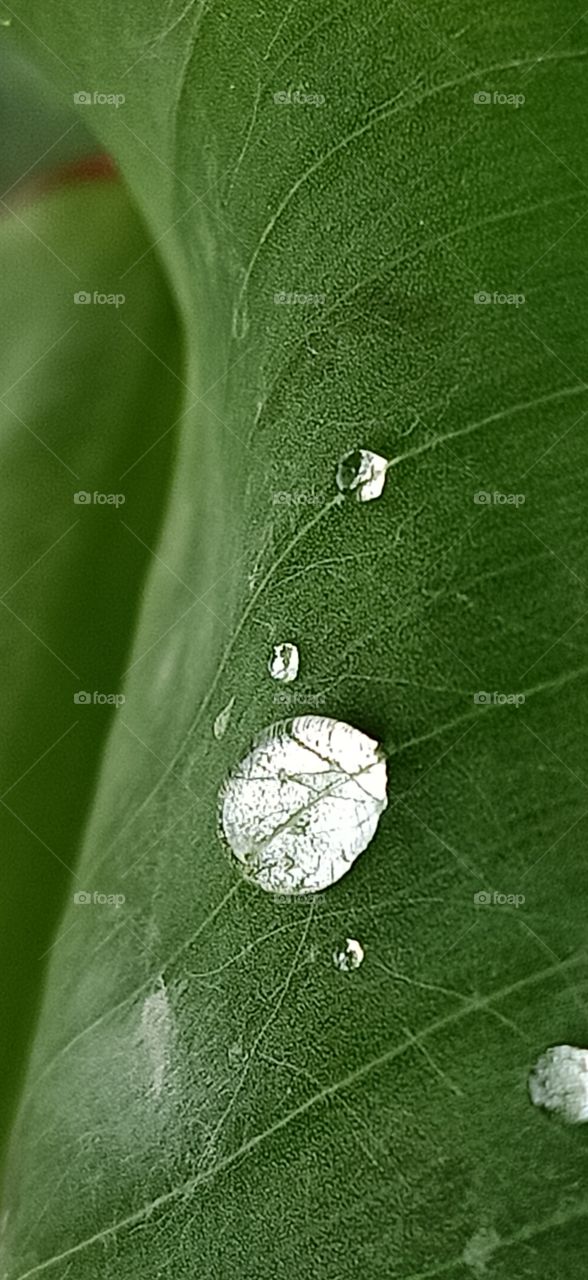 dew drops