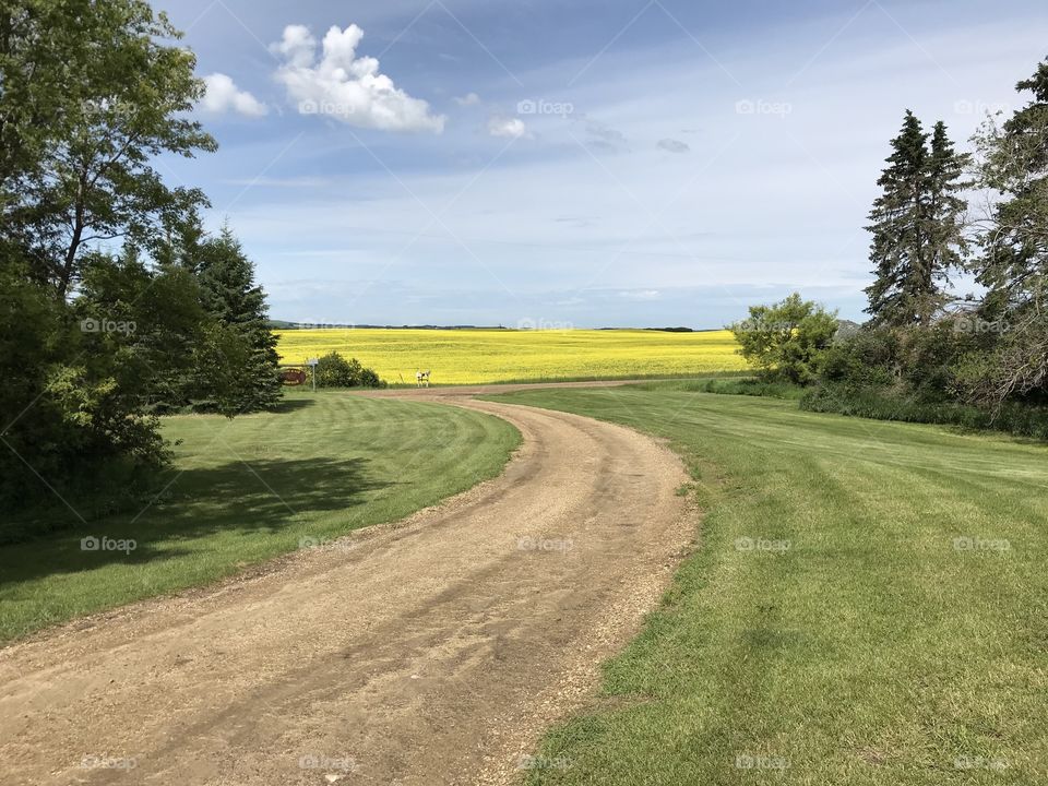 The view of a field from the driveway.