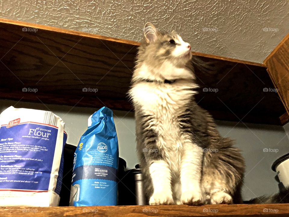 High on the shelves kitty