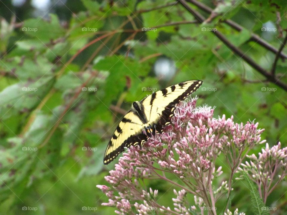 Yellow butterfly 1