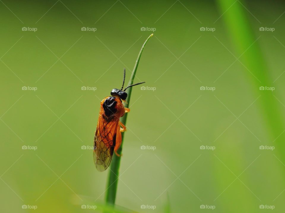 Tiny orange Insect