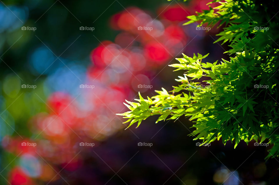 Close-up of tree branches