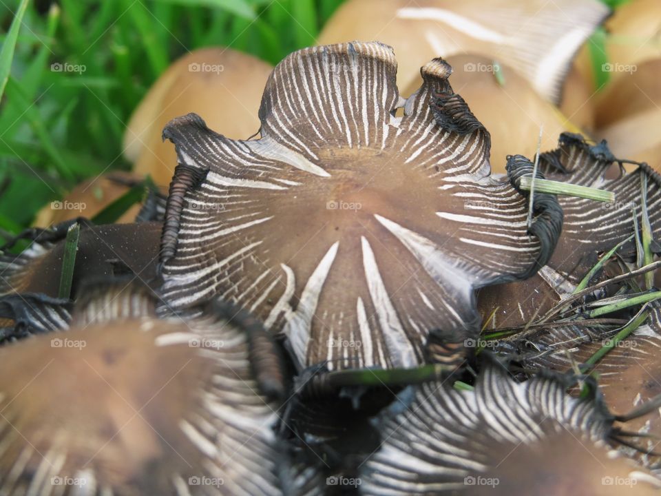 Top of mushroom