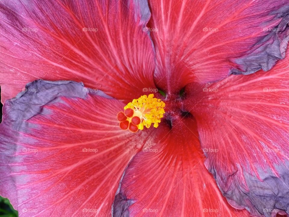 Hibiscus flower. Red Hibiscus flower in full bloom