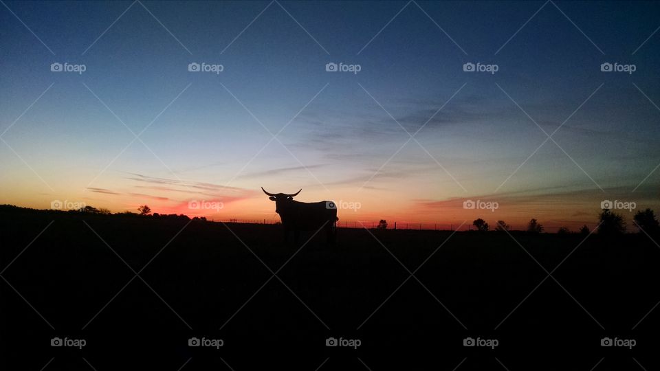 Longhorn Cow at Sunrise