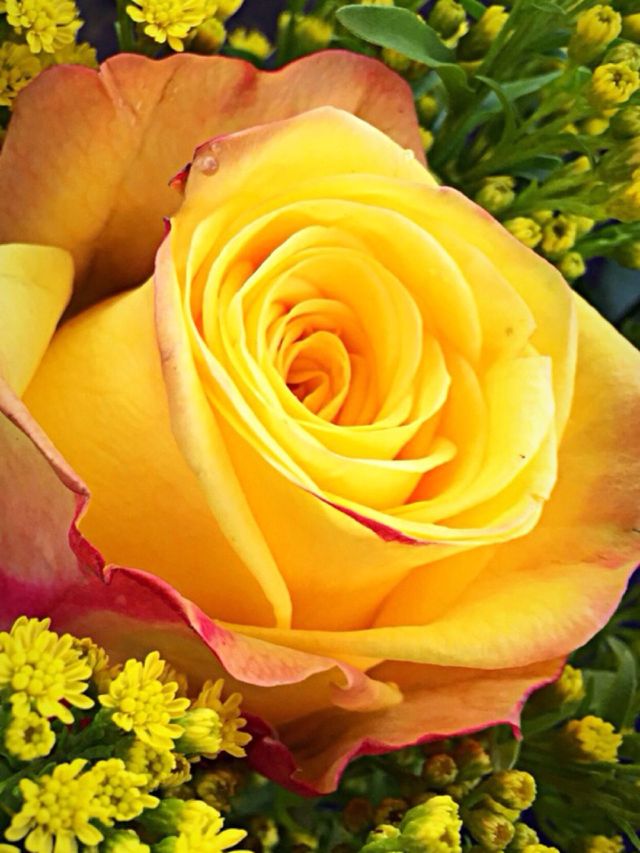 YELLOW ROSE OF ??????
