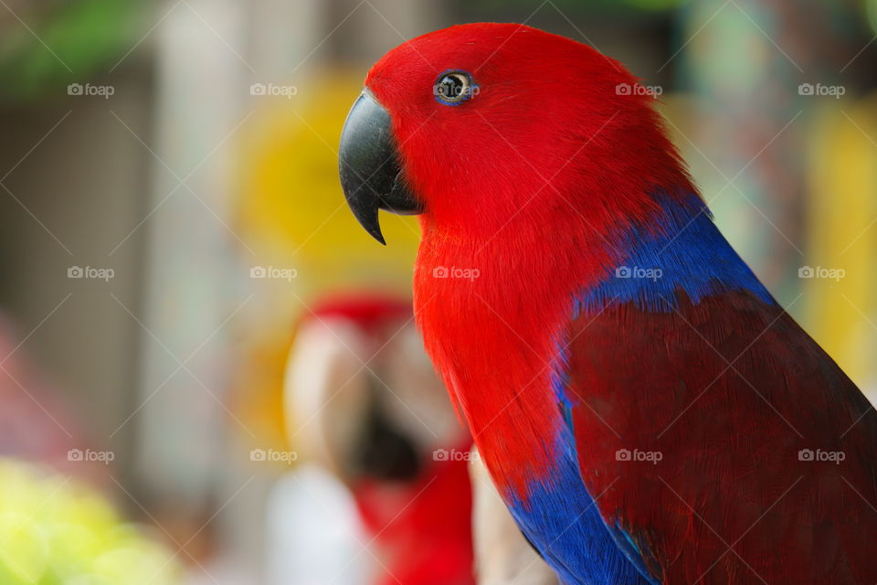Red blue parrot