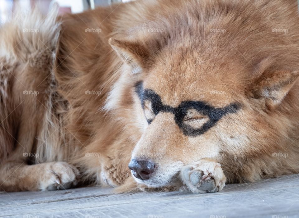 Cute dog wear eye glasses