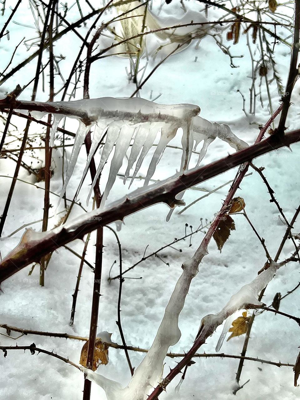 Sunlight shines on icicles formed over a thorny blackberry bush in winter.