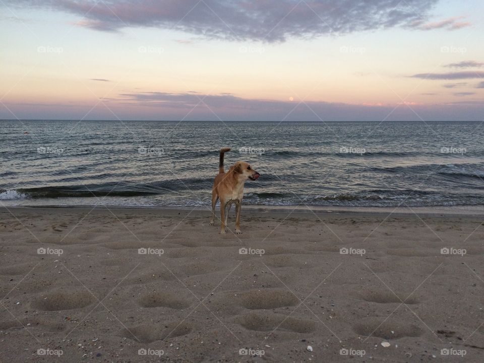 Dog at the sea