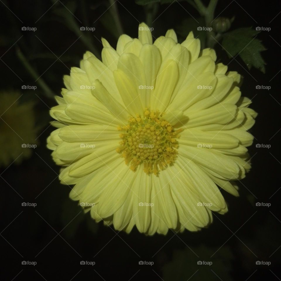 Chrysanthemum