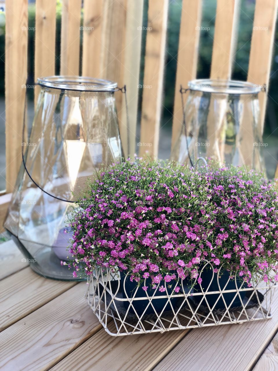 Pink / Purple summer flowers 