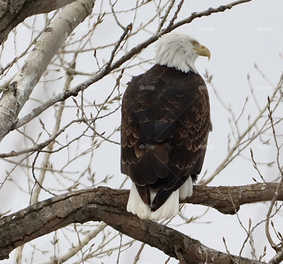 Stunning eagle in tree!! 