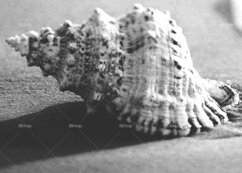 The rias produce most of the region's annual 300, 000 tons of mussels - Europe's largest production.