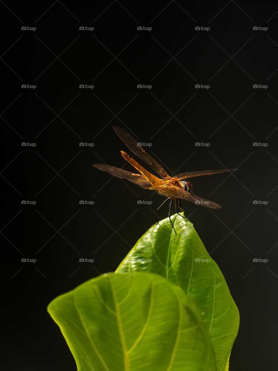 Beautiful Dragonfly