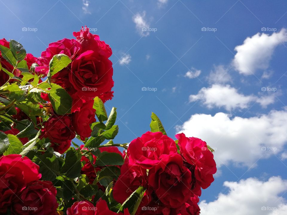 Red roses on blue s