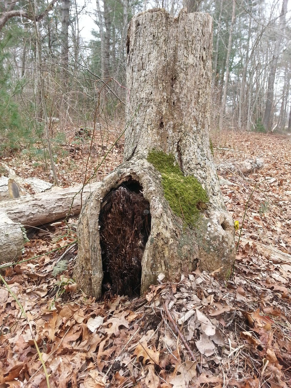 natural fairy house
