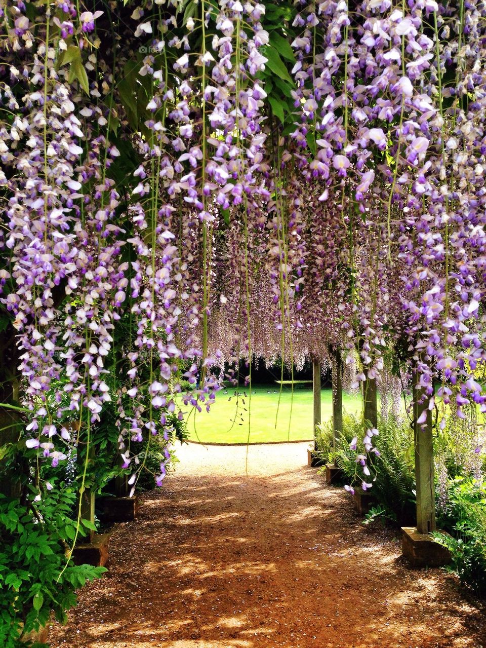 Spring wisteria