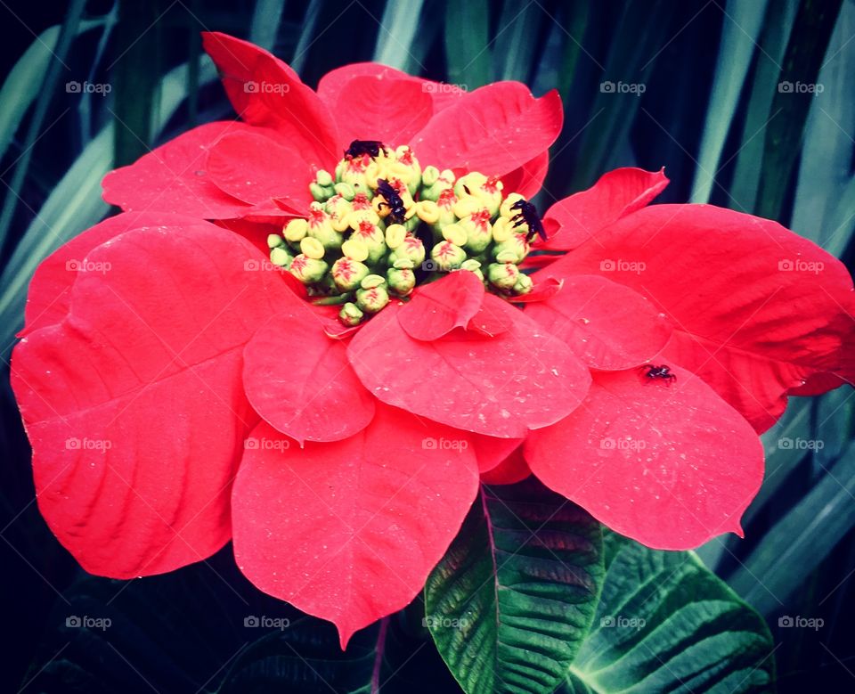 #Flores muito bonitas da #SerraDoJapi. Os insetos estão curtindo a beleza das #pétalas...
🐞 
#cores #natureza #Jundiaí #fotografia #flowers