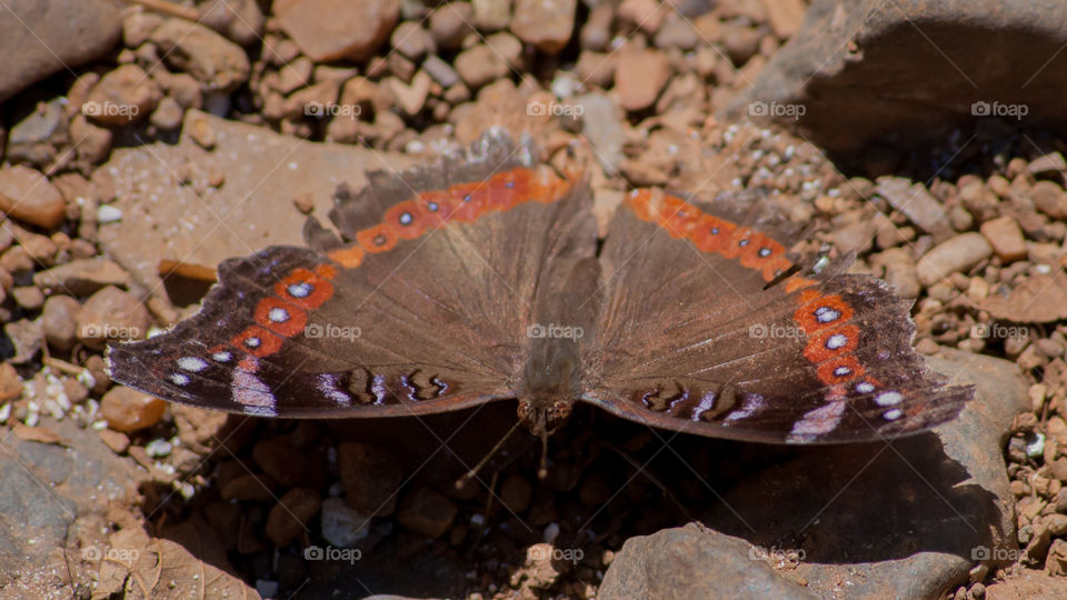 Garden Commodore butterfly 