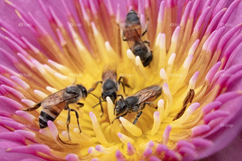 Bee are finding honey inside lotus