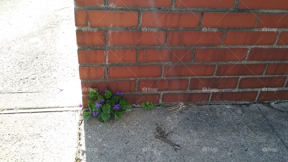 Wood violet growing from cracks in the pavement