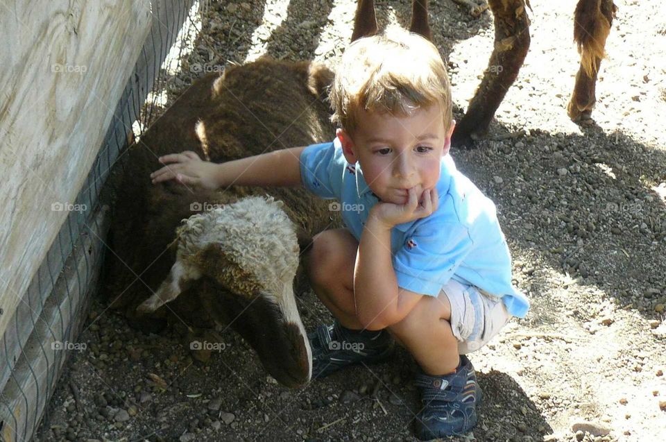 Petting a sheep