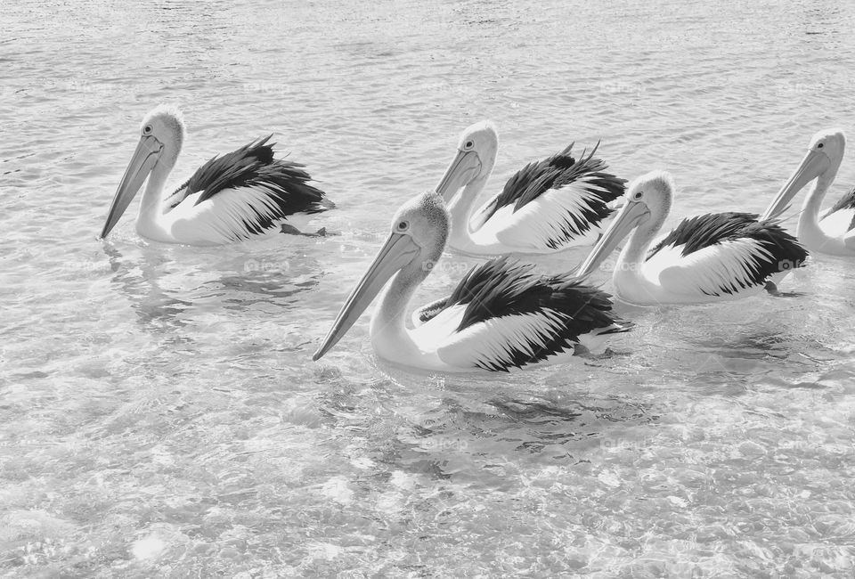 Pelicans coming in for feeding at San Remo, Victoria 
