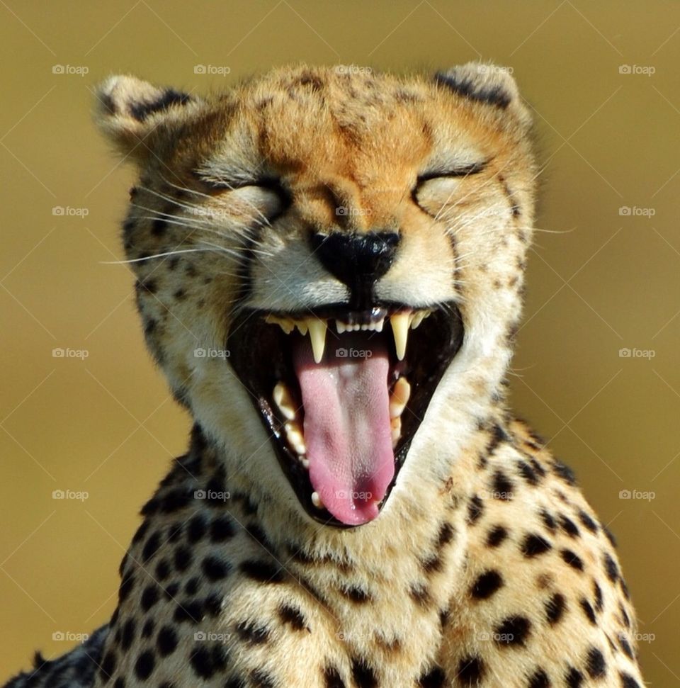 Cheetah Yawns