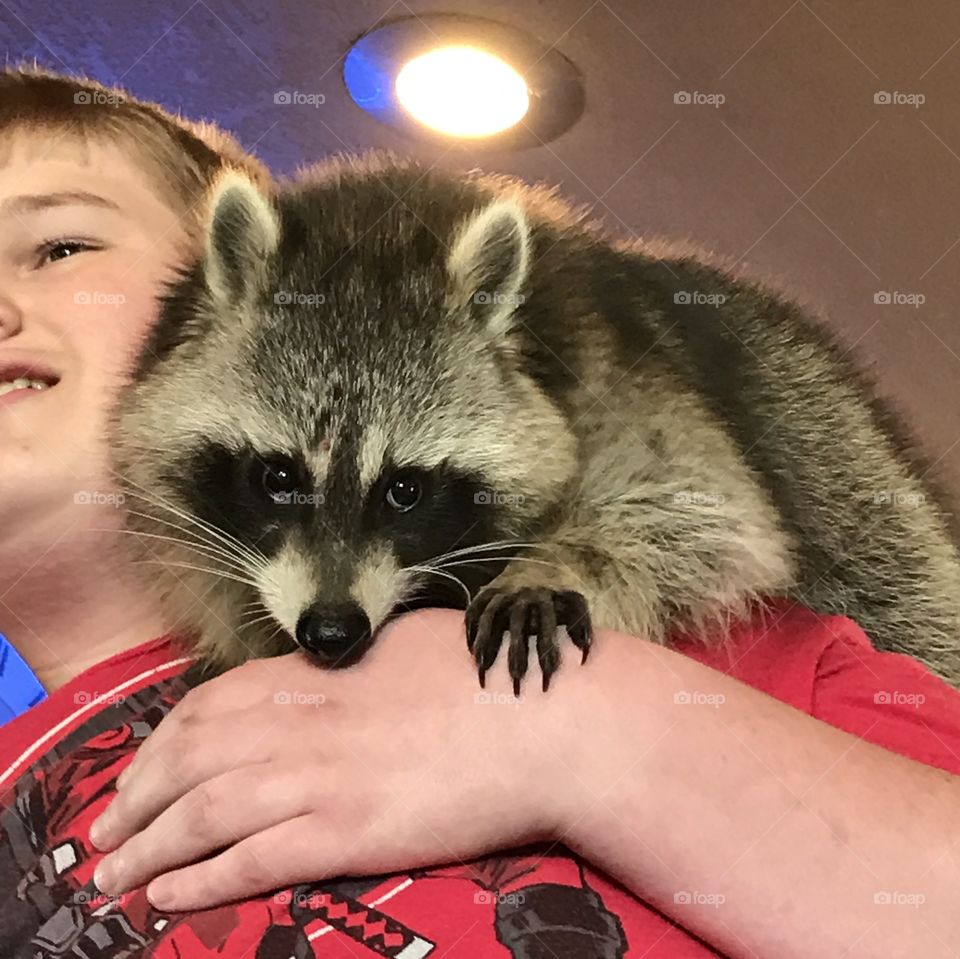 Pet raccoon sitting on a boy's shoulders
