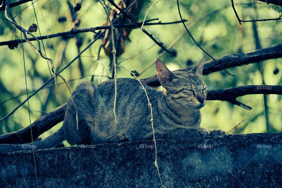 Egyptian mau  - animal