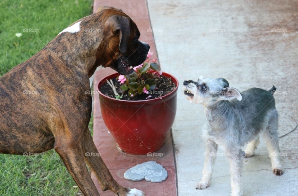 Big dog vs little dog 