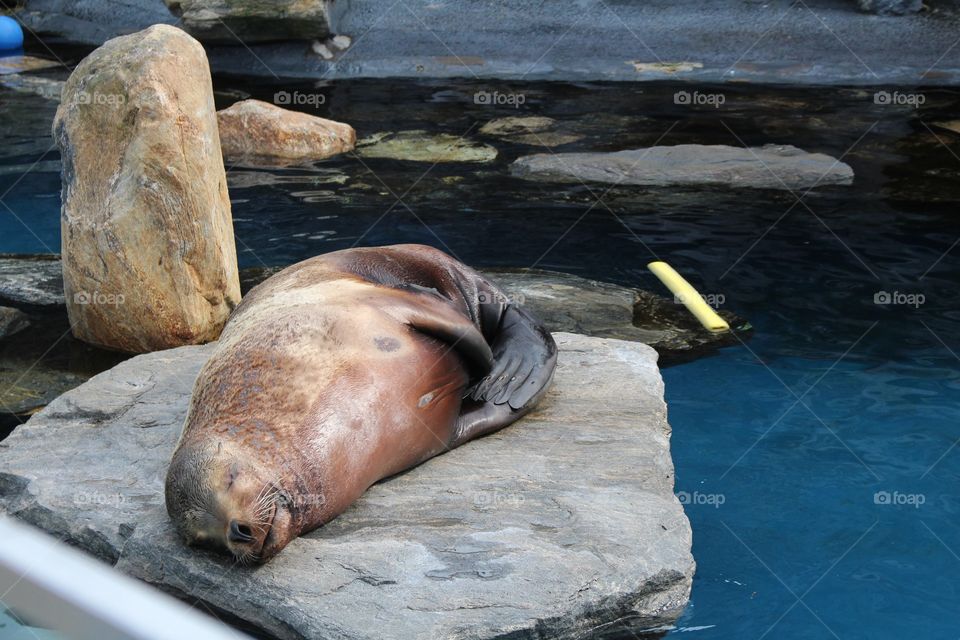 Sea Lion asleep on the rocks 