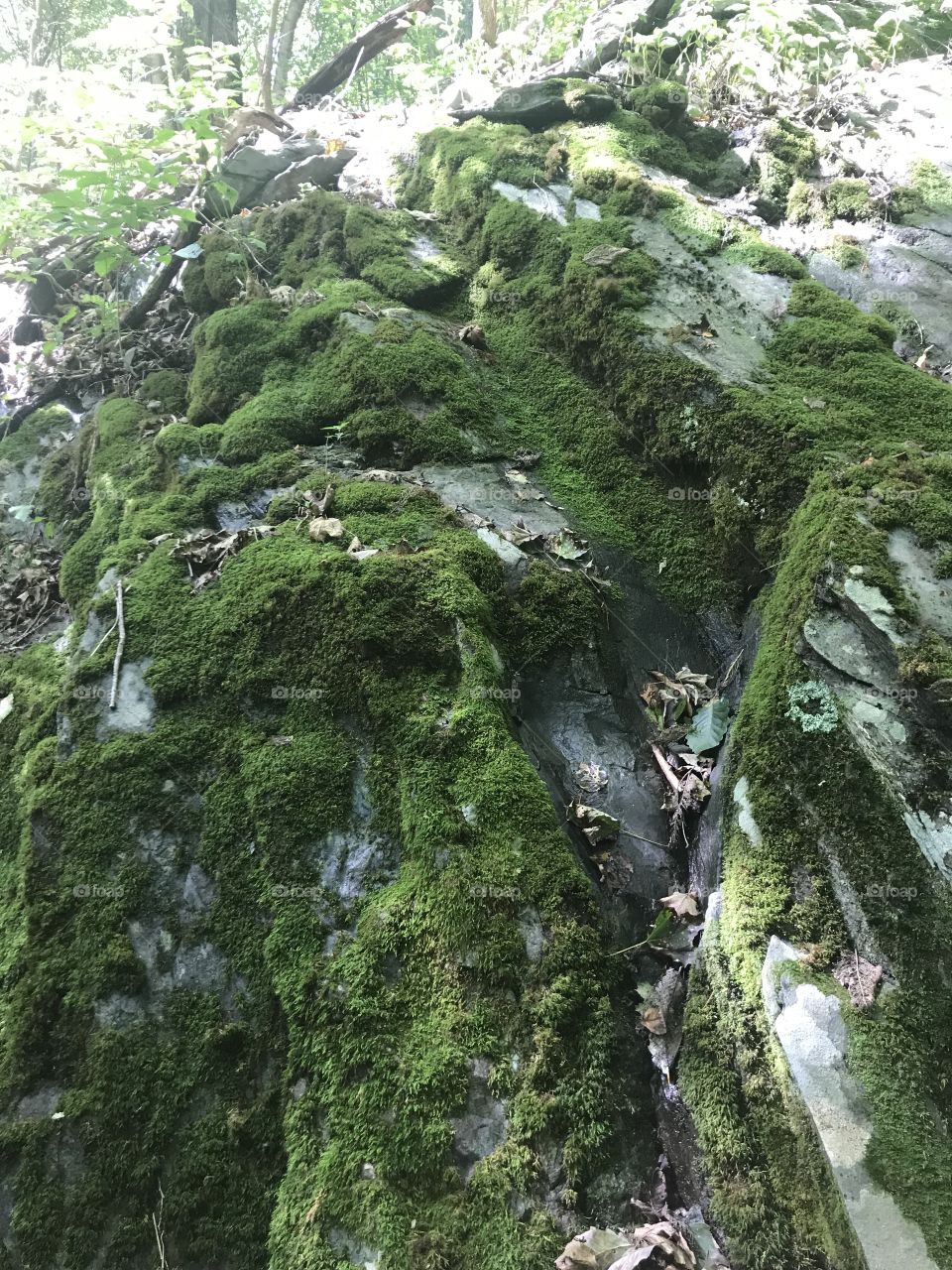 Mossy mountain 