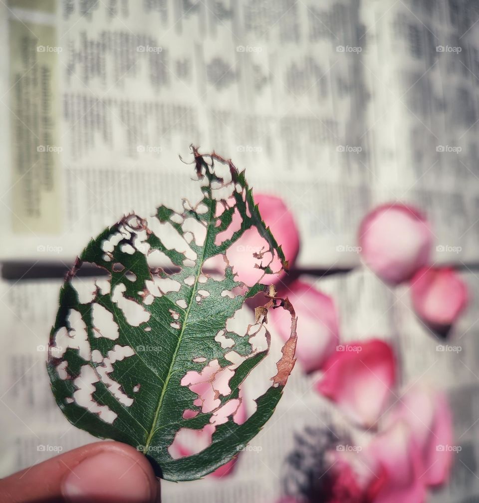 Rose petals on a newspaper with leaf shadow